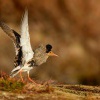 Jespak bojovny - Philomachus pugnax - Ruff 4819